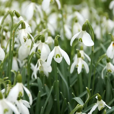 Schauenburgblick أوبركيرش