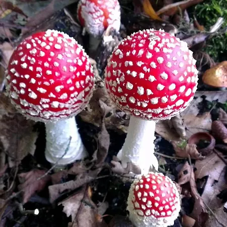 Schauenburgblick * أوبركيرش