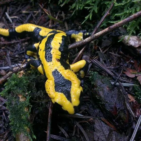 شقة Schauenburgblick *