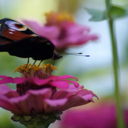 Schauenburgblick * أوبركيرش