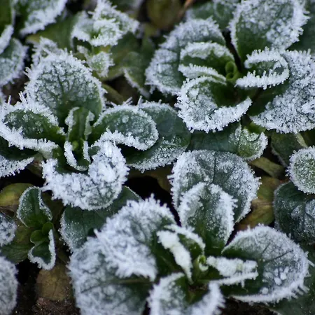 Schauenburgblick أوبركيرش