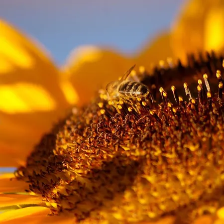 Schauenburgblick أوبركيرش